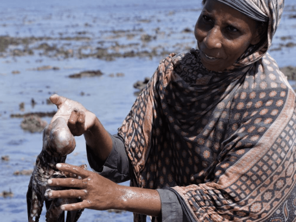 Fish to Market Pilot Project