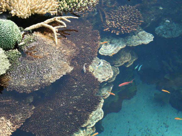 Coral Reef Restoration