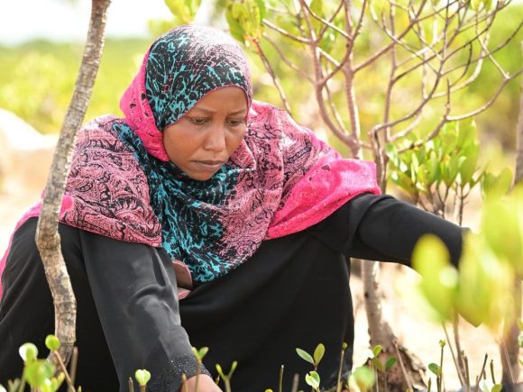 Mangrove Restoration