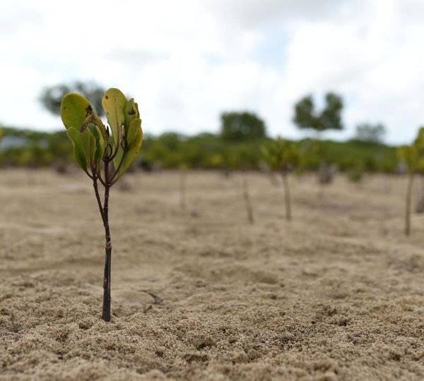 Mangrove Planting (restoration)
